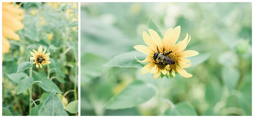 A carpenter bee in a blooming sunflower