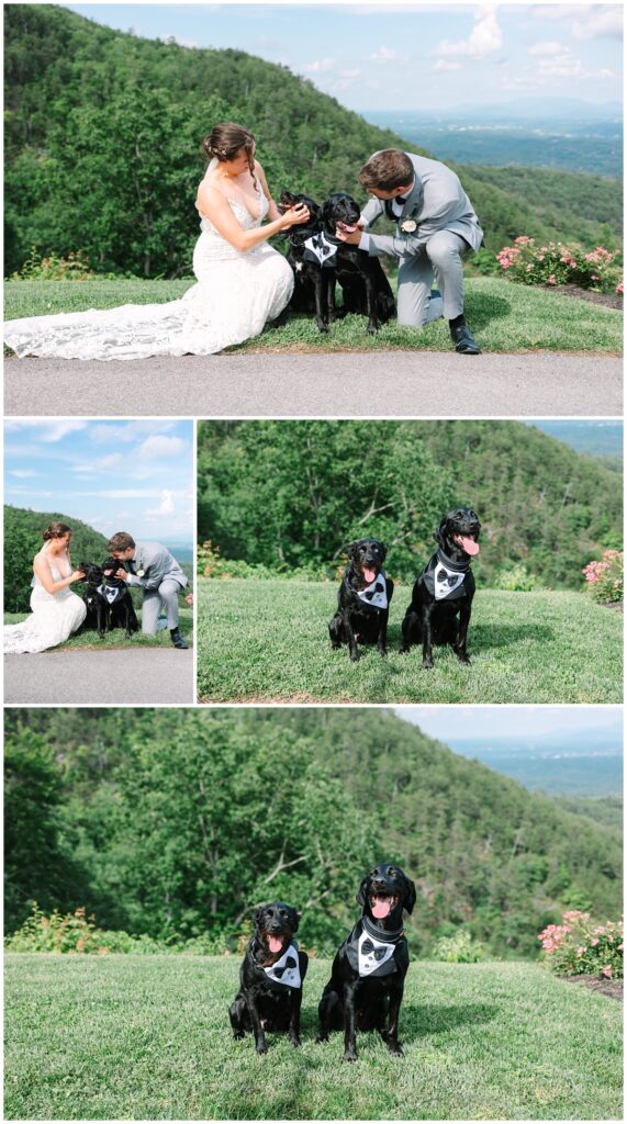 bride and groom with their dogs at wedding